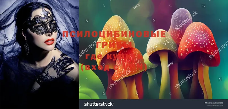 mega ссылки  Западная Двина  Псилоцибиновые грибы Magic Shrooms  купить наркоту 